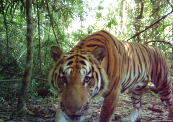Thai forest complex is a global model of tiger conservation
